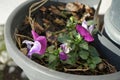 Pansies in a flower pot in January. The garden pansy is a type of large-flowered hybrid plant. Berlin, Germany Royalty Free Stock Photo